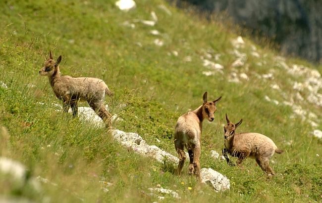 Camoscio d''Abruzzo Rupicapra pyrenaica ornata